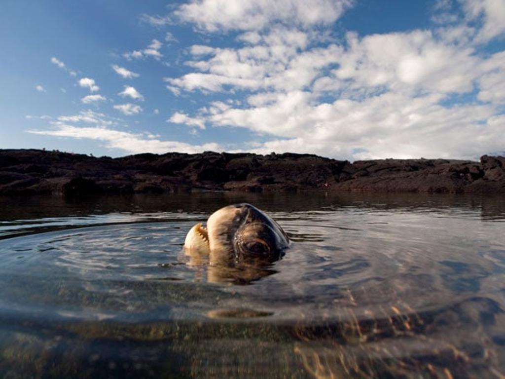 Tortuga verde en las Islas Galápagos