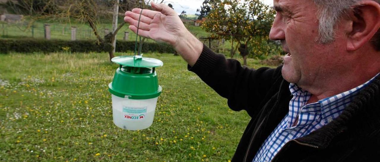 Un productor de patata, con una de las trampas de polilla.