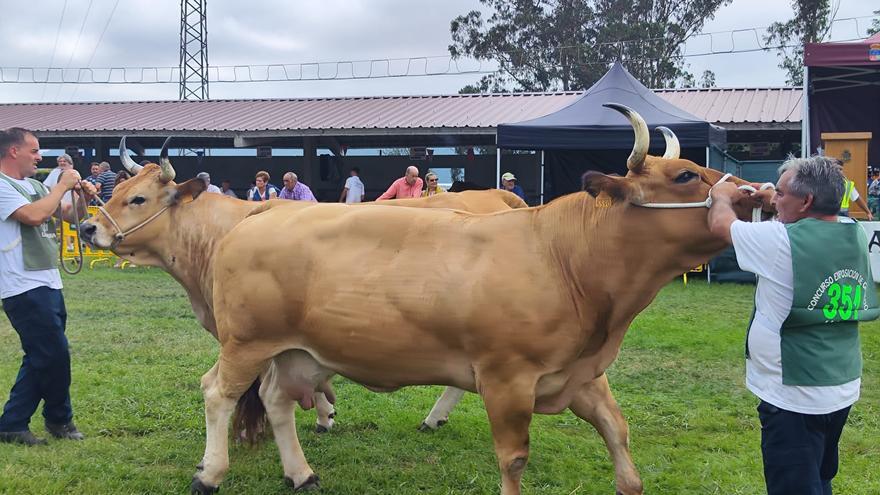 Pasarela de vacuno en Llanera, donde el campo asturiano exhibe su poderío este fin de semana