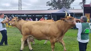 Pasarela de vacuno en Llanera, donde el campo asturiano exhibe todo su poderío este fin de semana