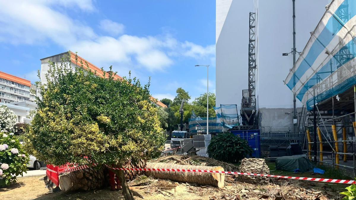 La palmera talada en el Barrio de las Flores