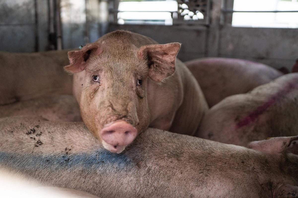 Cerdos hacinados en un camión de transporte animal esperando a entrar en el matadero Olot Meats.