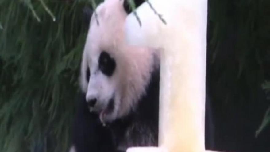 El pequeño panda Bao Bao celebra su primer cumpleaños