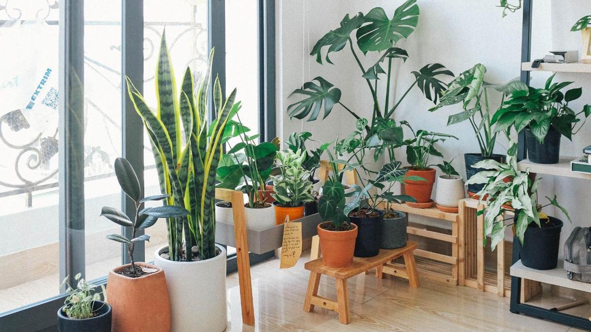 Plantas en la decoración del hogar. Casas de Instagram.