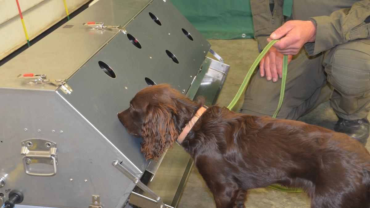 Hundetrainer Hans Ebbers mit dem Detection Dog Training System.