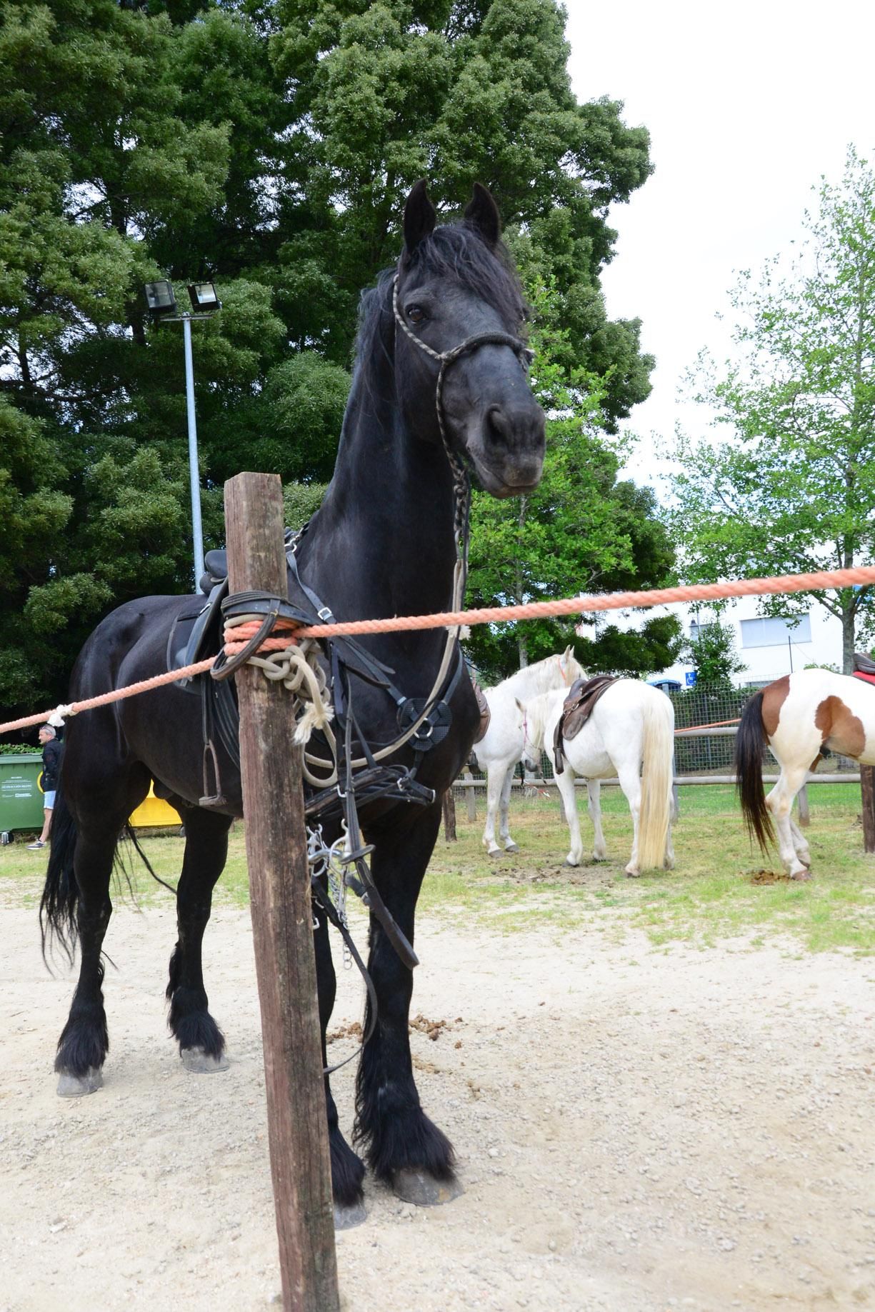 Más de 200 jinetes en la Xuntaza Cabalar de Moaña