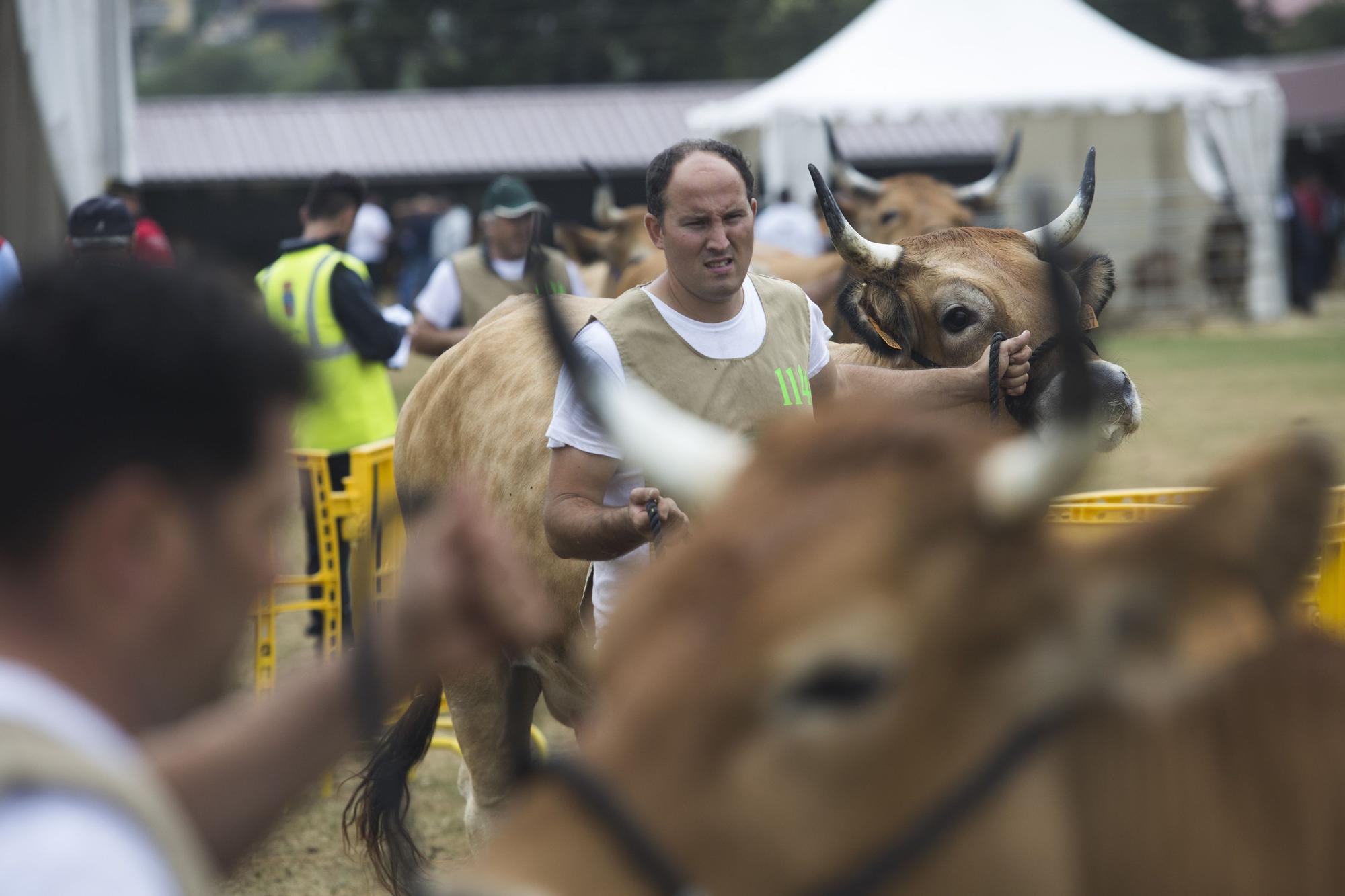 Feria Agroalimentaria de Productos Ecológicos de Llanera y Certamen Concurso Ganadero