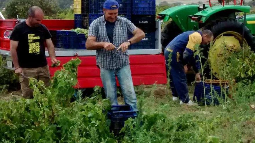 La Denominación de Origen prevé una merma de la cosecha de uva de hasta el 60%