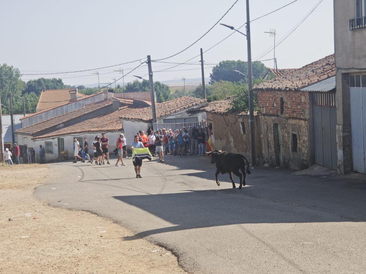 Unos toros "reservones" y unas vacas "muy bravas" ponen el broche a las fiestas de El Maderal Unos toros "reservones" y unas vacas "muy bravas" ponen el broche a las fiestas de El Maderal