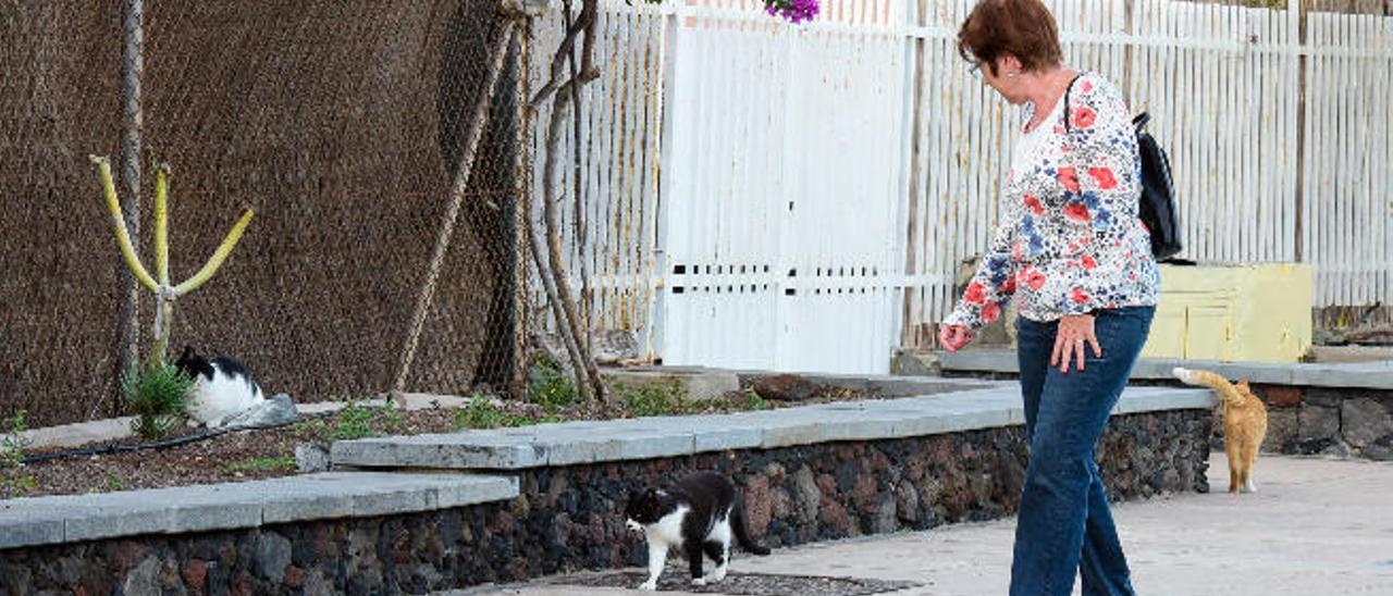 Una mujer observa a tres gatos en el paseo de la zona turística del Sur.