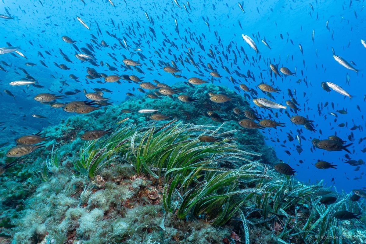 Un banco de peces en la Reserva Marina de es Freus, entre Ibiza y Formentera.