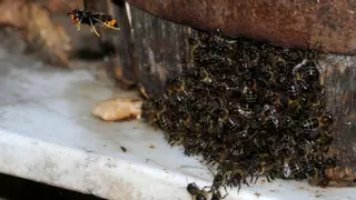 El mayor estudio sobre la dieta de la avispa asiática indica su alta adaptabilidad
