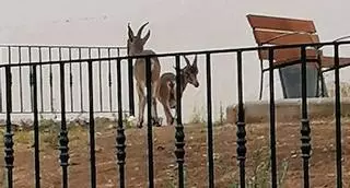 La cabra montés visita la localidad de Chella