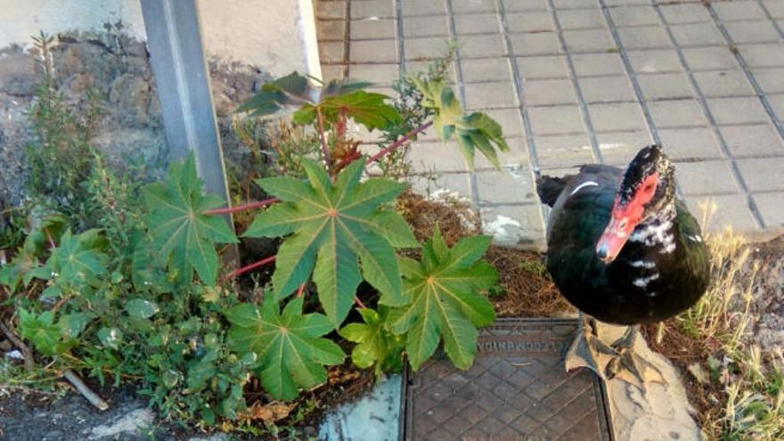 Uno de los patos en el barrio.