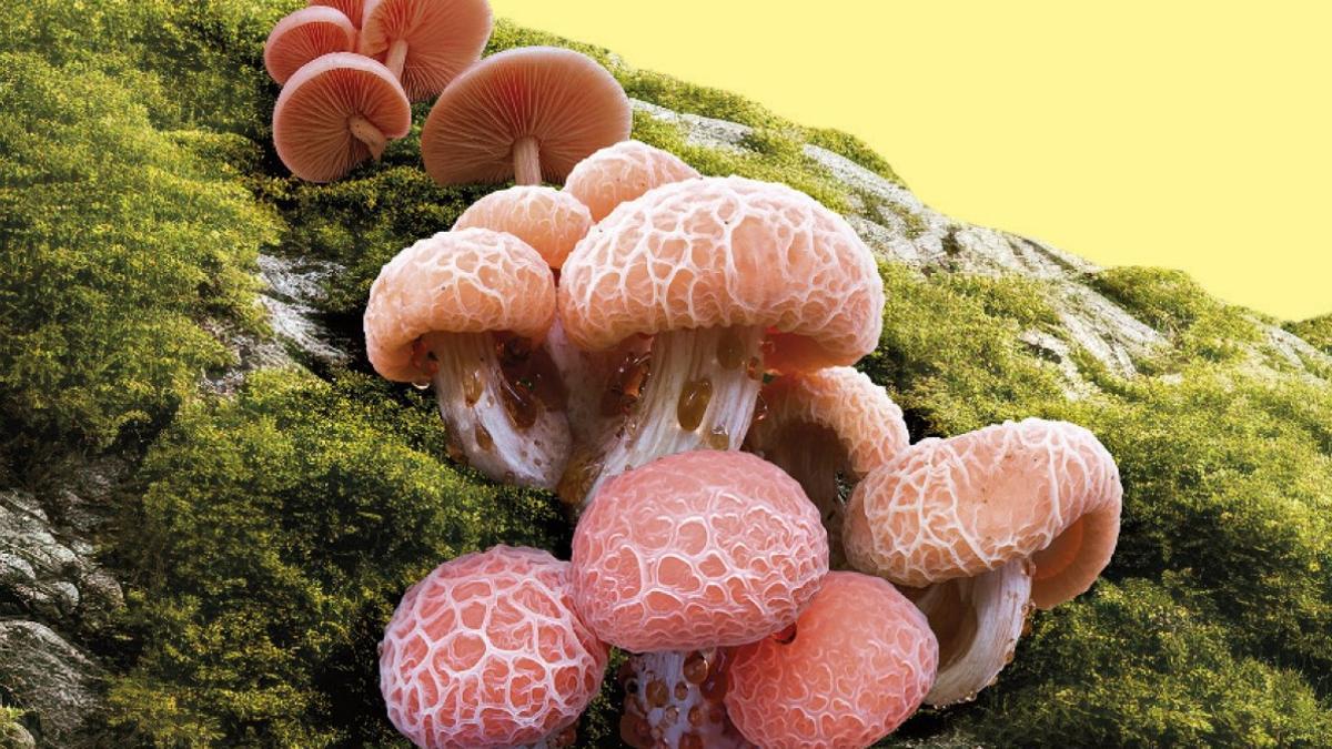 La extinción de Irena Rey (Anagrama, 2025)