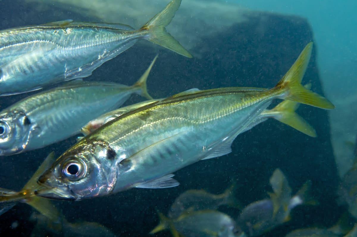 El emblemático chicharro (Trachurus trachurus), un pescado azul de apenas 20 centímetros
