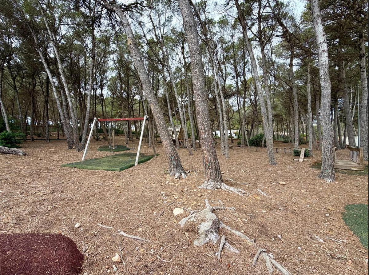 Arbolado del colegio El Pilar que formará parte del refugio climático proyectado