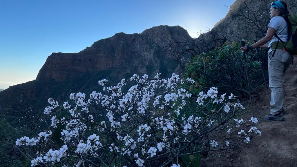 Almendros en flor Guayadeque