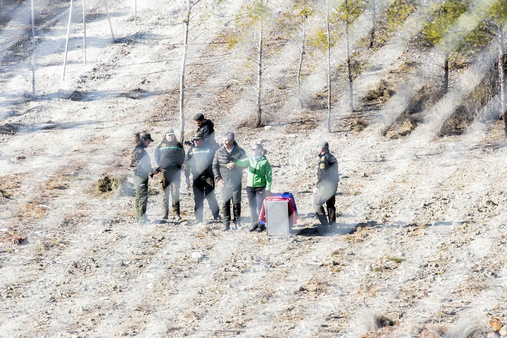 Las imágenes de la llegada de tres ejemplares de lince ibérico a las montañas de Lorca