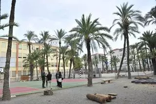 Familias de «Els Arrels» reclaman riego para el centenar de palmeras que tiene el colegio