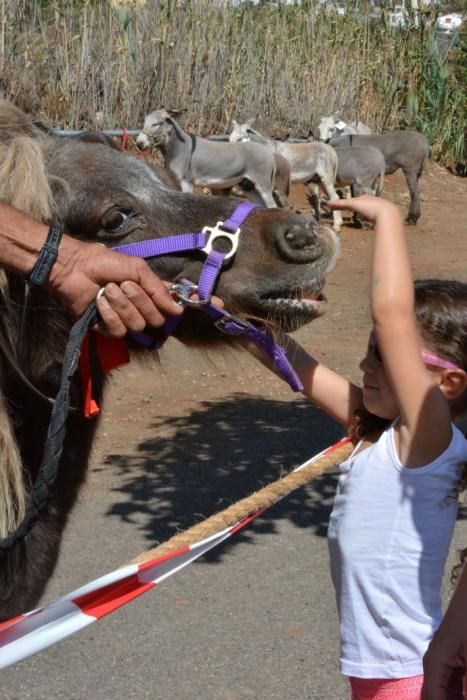 Feria de ganado, misa y procesión de San Miguel