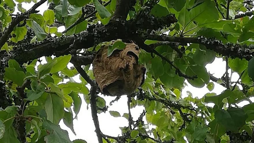 Un nido de avispa asiática. // FdV