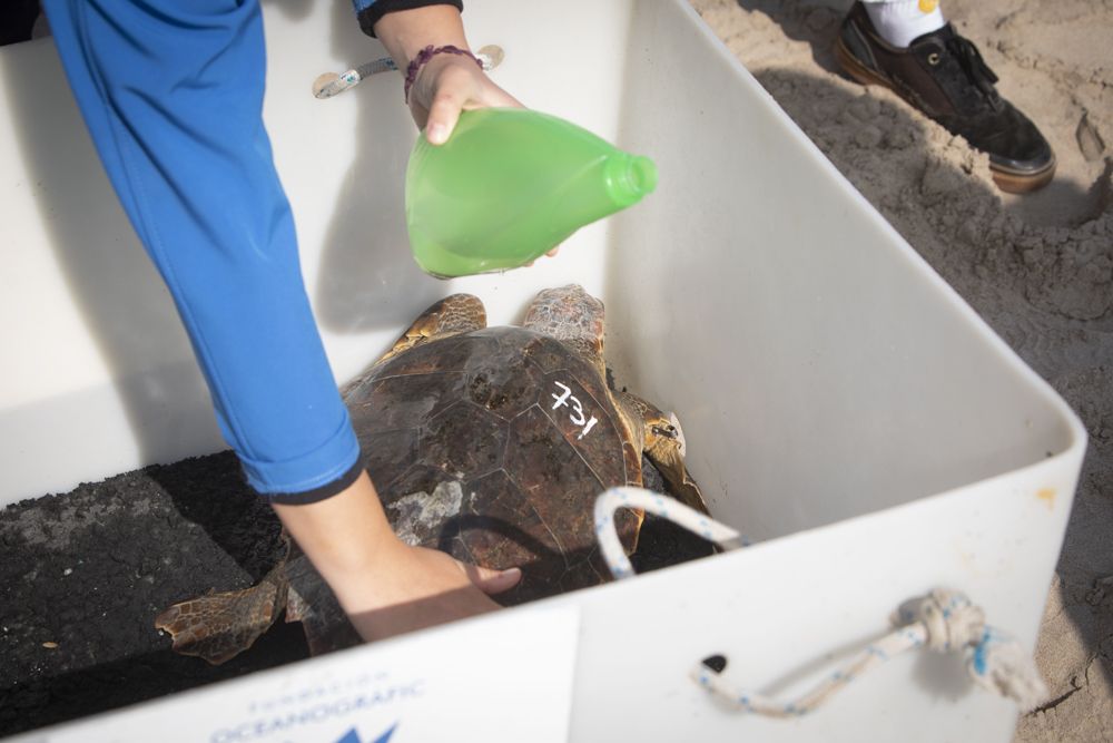 Suelta de tortugas en la playa del Port de Sagunt