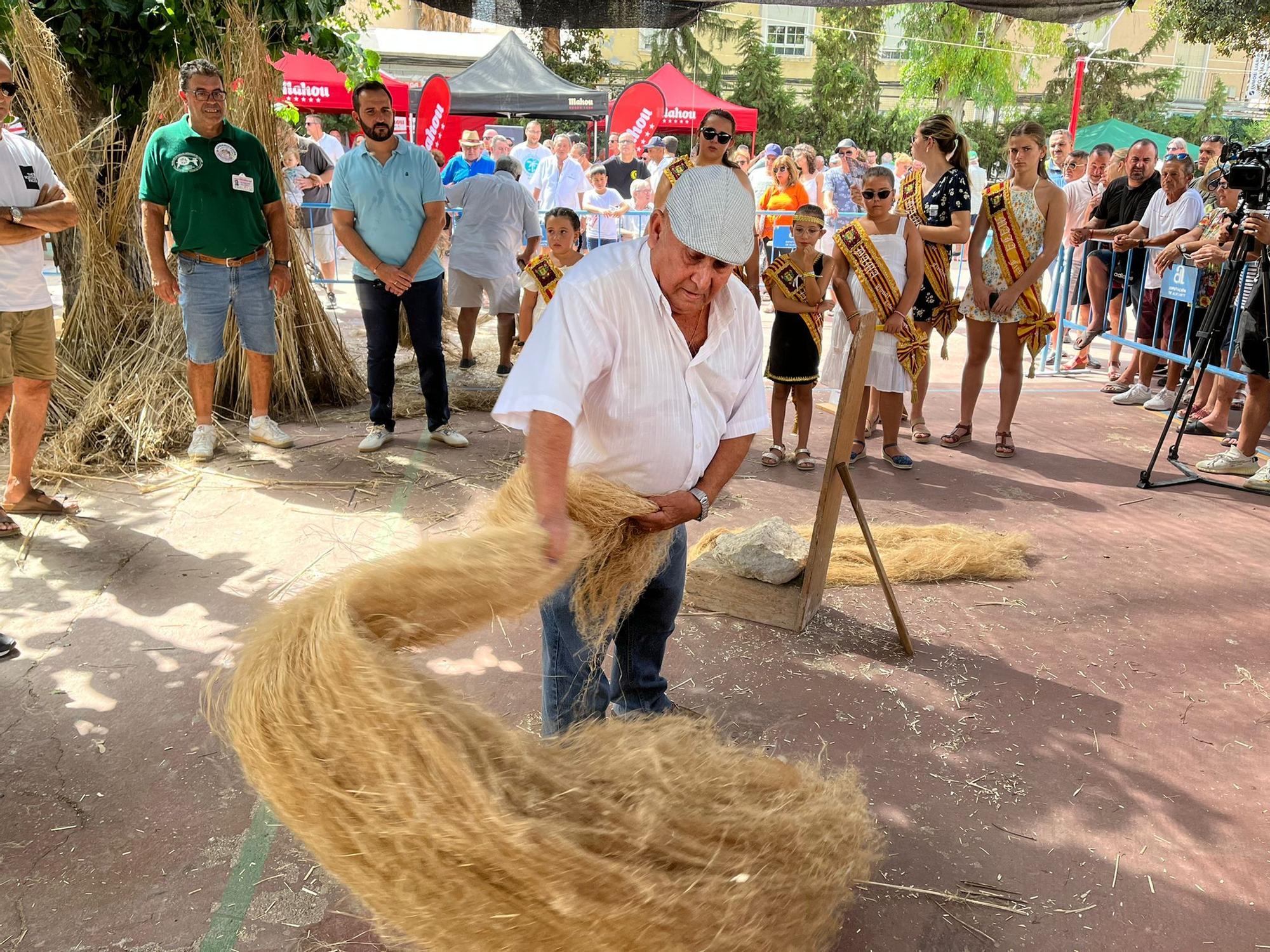 Callosa demuestra que el cáñamo es un cultivo tradicional y de futuro