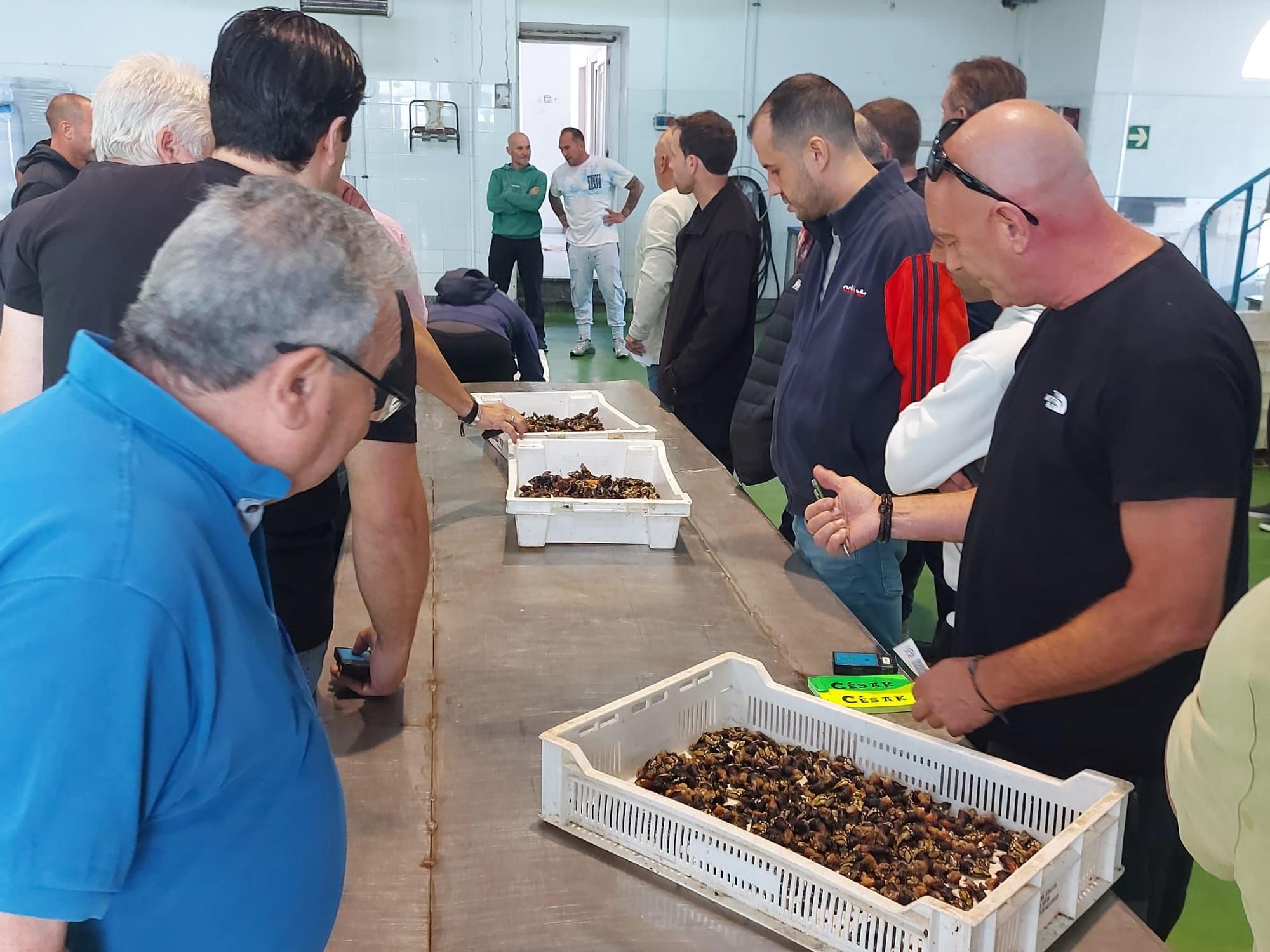 En imágenes: La primera subasta de percebe de la temporada en la rula de Puerto de Vega