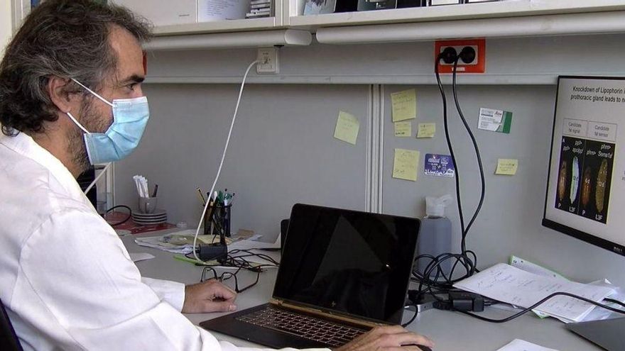 El científico Javier Morante estudia el vínculo entre la grasa corporal y el cerebro humano.