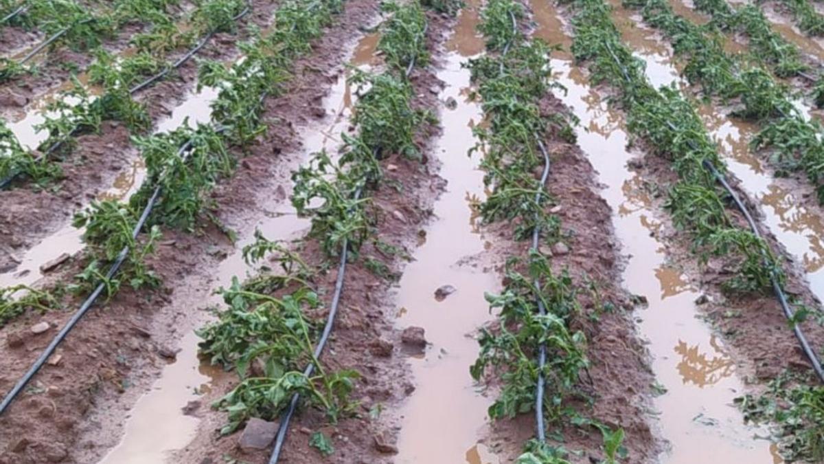 Uno de los huertos anegados tras el paso de la tormenta el jueves. | CEDIDA
