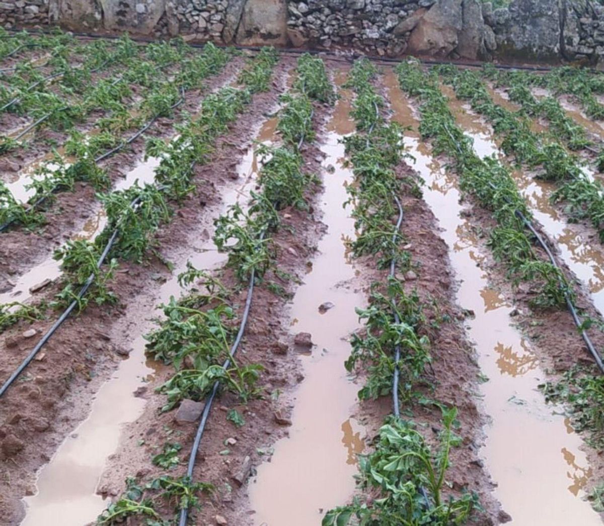 Uno de los huertos anegados tras el paso de la tormenta el jueves. | CEDIDA