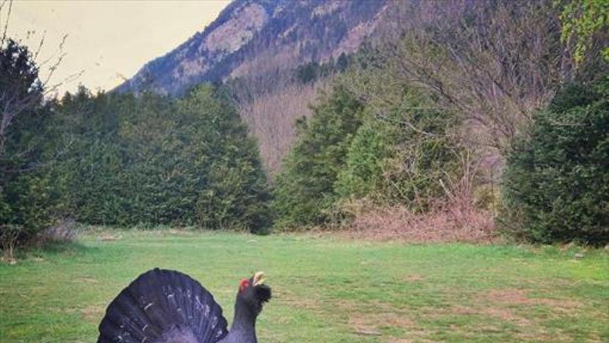 Muere de estrés en Benasque un urogallo acosado por turistas