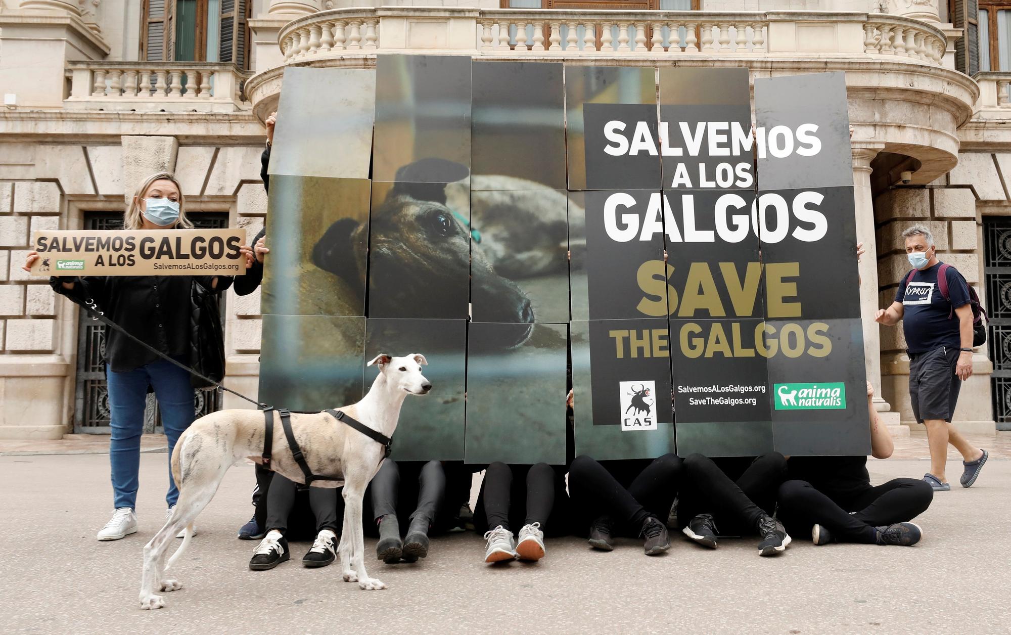 AnimalNaturalis exigen la protección a los galgos en manifestación en València