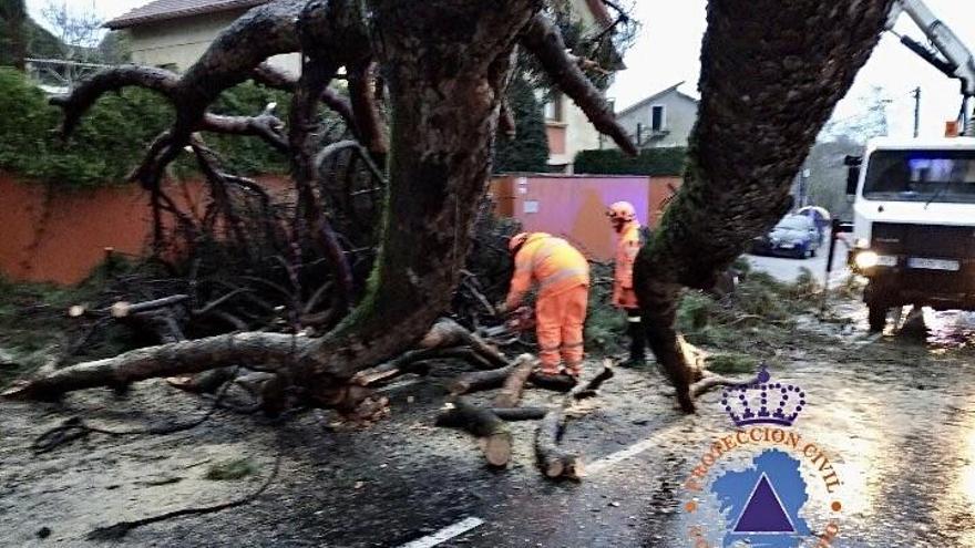 Cae un árbol y corta la Rúa Muíño en Poio