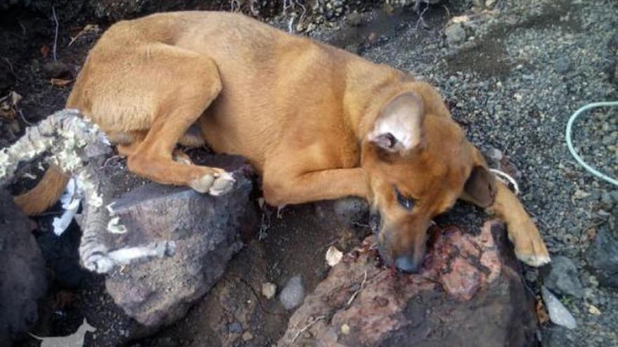 Archivo | King, el perro apaleado en Lanzarote se recupera de sus heridas (I)