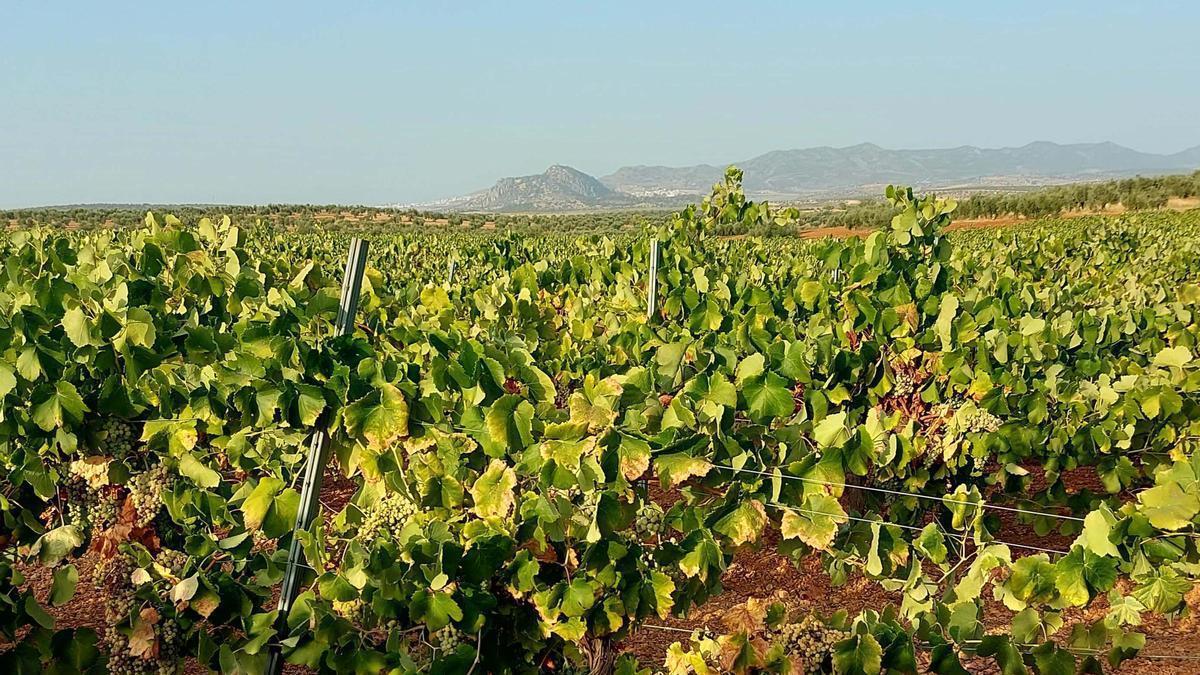 Plantaciones de uva para cava en Almendralejo.