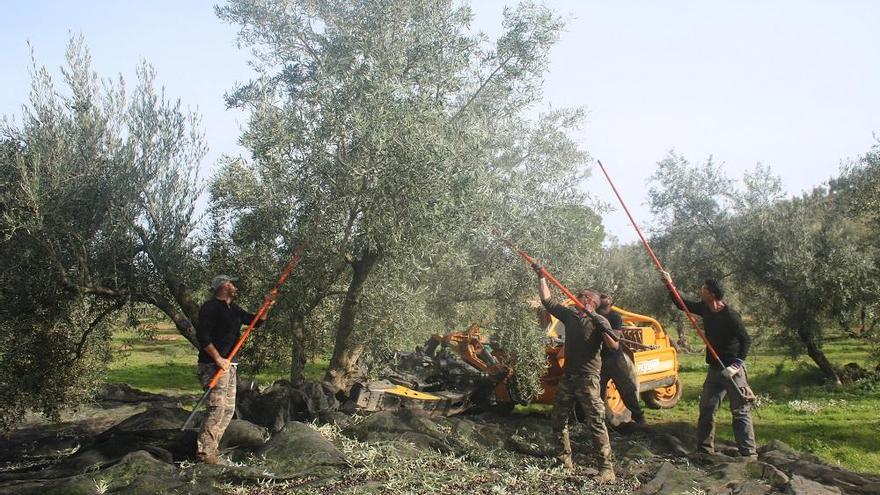 Trabajadores del olivar en una finca de Málaga, en una foto de hace unos meses.