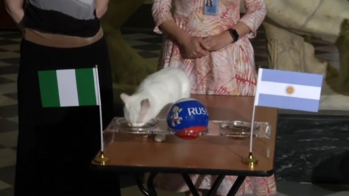 El gato Aquiles pronostica que Argentina será eliminada del Mundial.