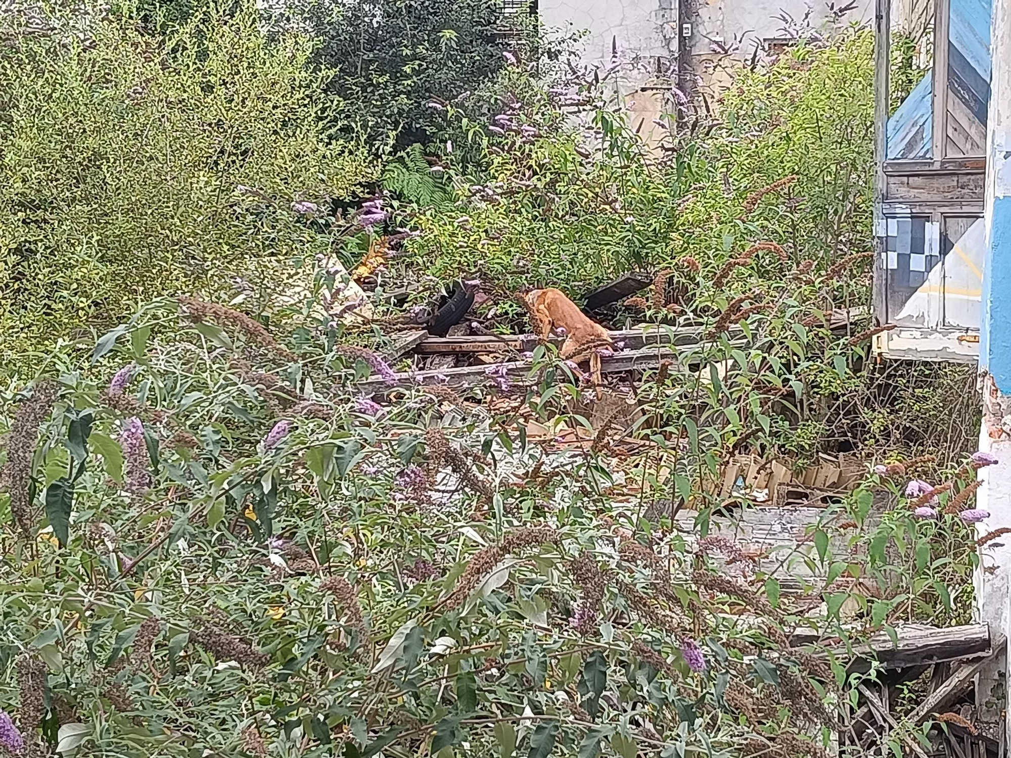 Así entrena la Unidad Canina de Rescate del Principado de Asturias, con sede en La Morgal