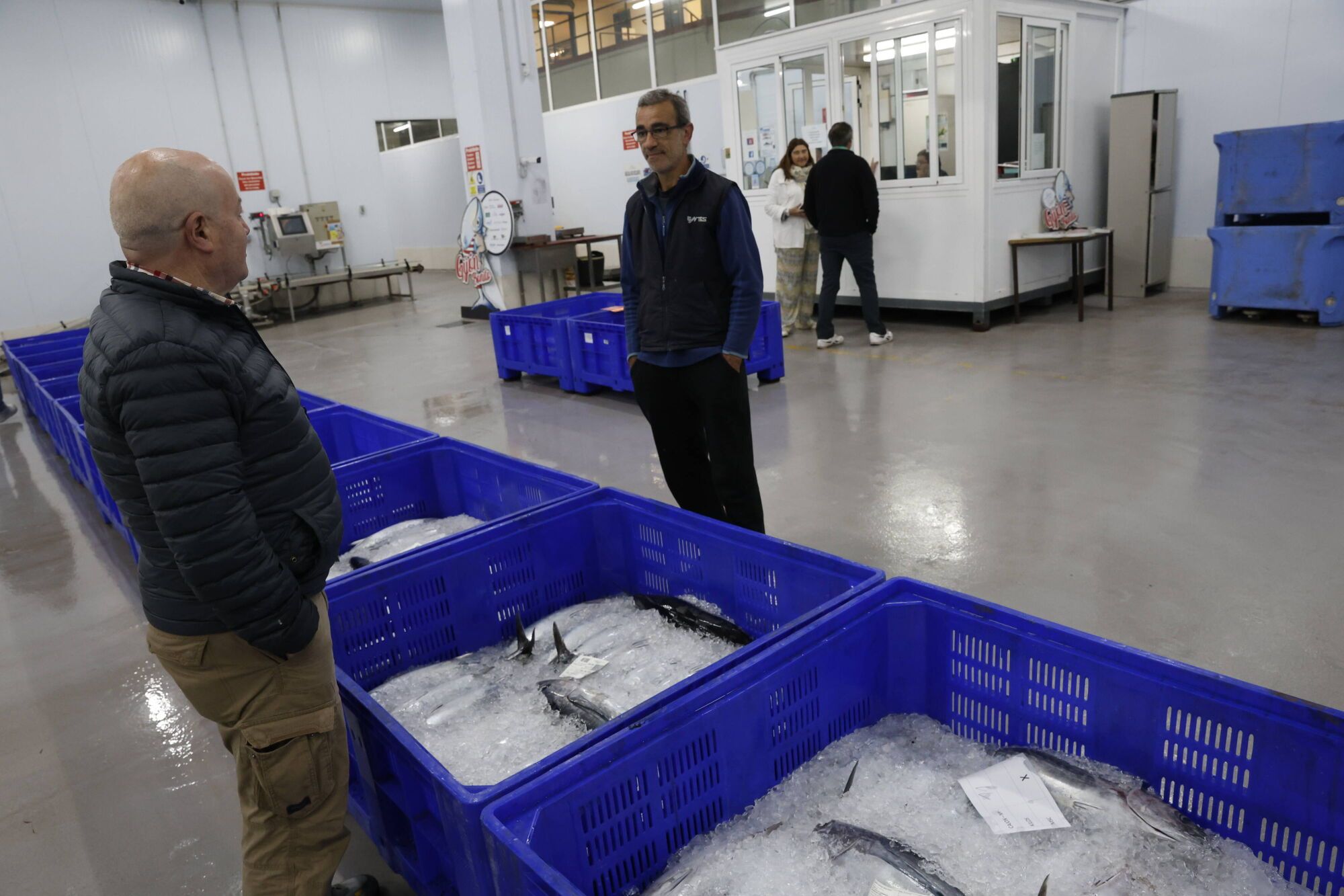 EN IMÁGENES: La campaña de bonito arranca en la lonja de Gijón con una descarga de 2.800 kilos: "El pescado está cambiando las rutinas"