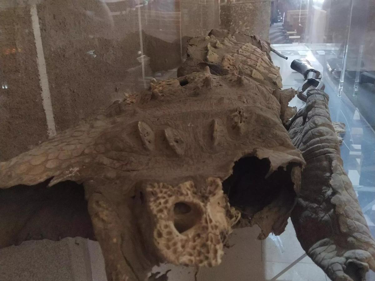 Imagen de los restos del lagarto de Calzadilla.