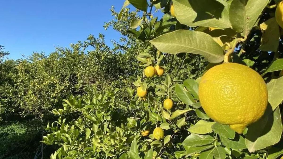 "El limón español debe competir por calidad, seguridad alimentaria, trazabilidad y garantía para el consumidor".