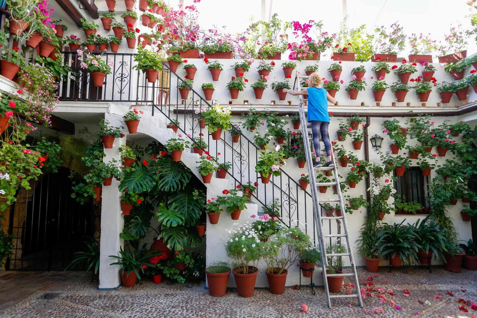 Los patios brotan en Córdoba