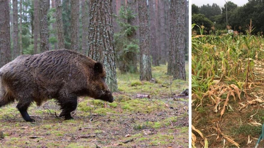 El jabalí destroza cultivos de maíz en Nerga y siembra el pánico con su continua presencia