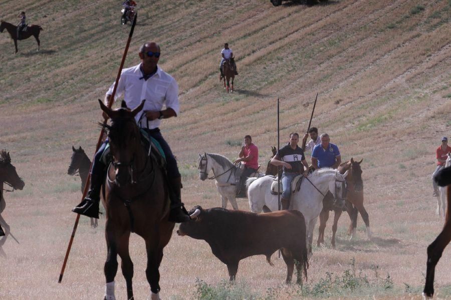 Encierro de campo en Villaescusa