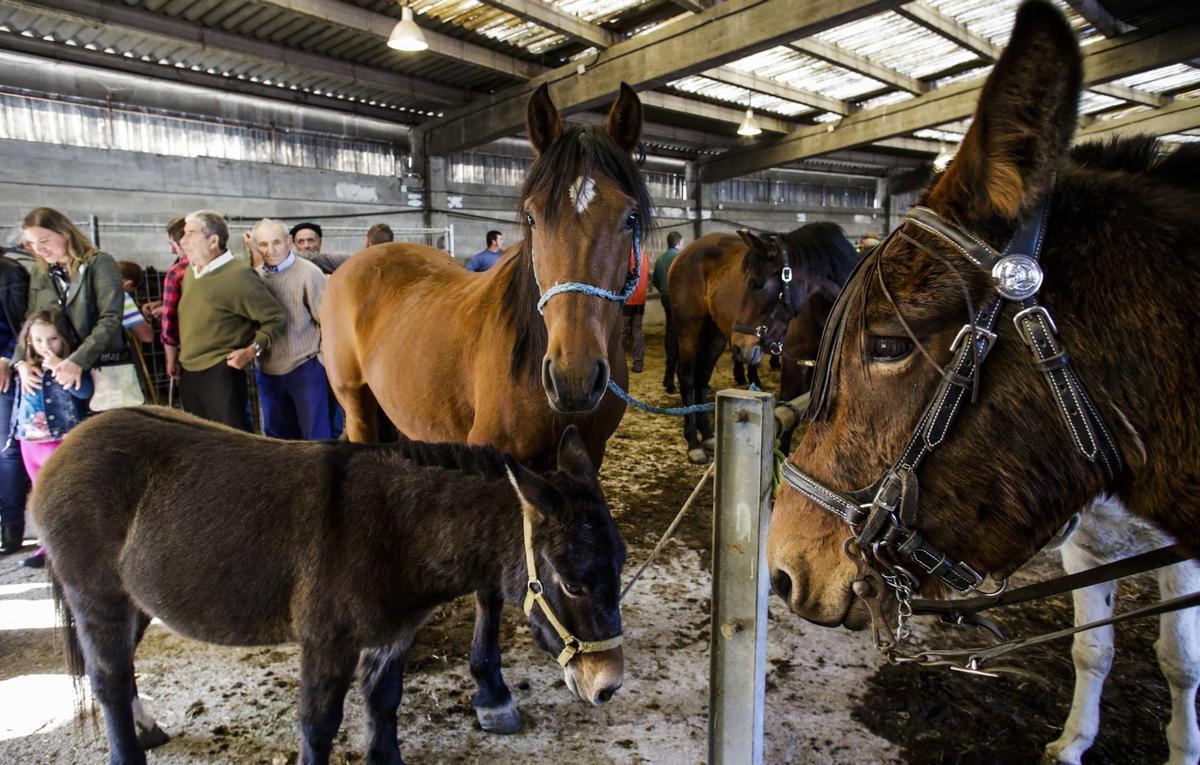 Dos caballos y un burro, en una pasada edición de la feria de San Simón, que se celebra en octubre en Grado.