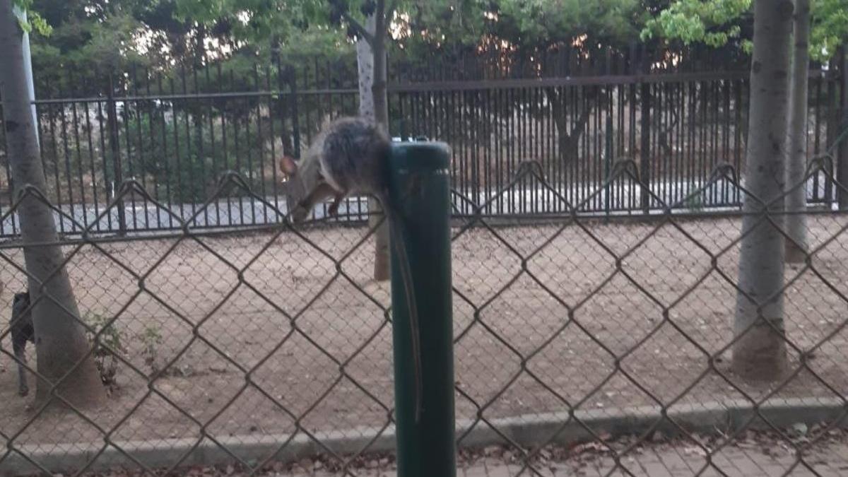 Una de las ratas detectadas recientemente en el Parque de María Luisa.