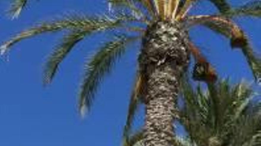 La caída de la rama de una palmera en el Cura provoca heridas leves a una mujer