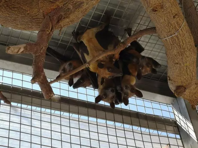 La Guardia Civil retira seis murciélagos de un zoo en Tenerife